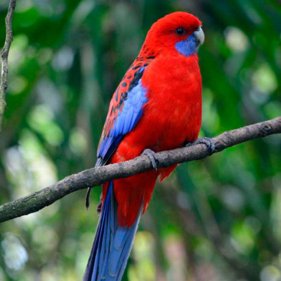 Попугай Розелла Пенантовая